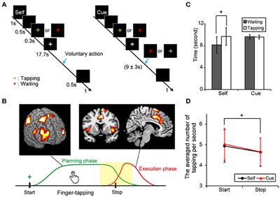 Similar Neural Correlates of Planning and Execution to Inhibit Continuing Actions